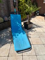 Palmboom, 100 tot 250 cm, Zomer, Palmboom, Ophalen