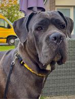 Cane corso dekreu gezocht!, Dieren en Toebehoren, België, Fokker | Hobbymatig, CDV (hondenziekte), Teef