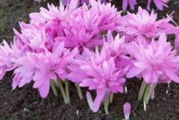 Colchicum waterlily en album beschikbaar voor biedingen