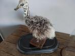 Struisvogel jong taxidermi, Ophalen of Verzenden, Gebruikt, Opgezet dier