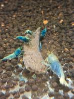 Blue bolt caridina garnaaltjes, Kreeft, Krab of Garnaal