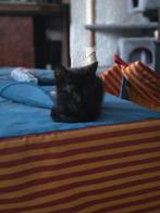 Kitten jongen n.o.t.k