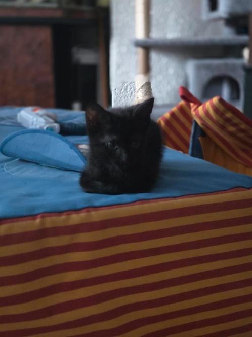 Kitten jongen n.o.t.k, Dieren en Toebehoren, Katten en Kittens | Dekkaters