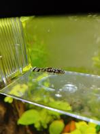 Algeneter L519, jongen 2/2,5cm, Vis, Zoetwatervis