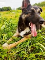Maja een leuke herdermix, Dieren en Toebehoren, Honden | Niet-rashonden, Particulier, Rabiës (hondsdolheid), 1 tot 2 jaar, Buitenland