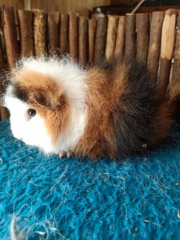 Ch teddy cavia  beschikbaar voor biedingen