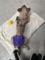 Loopsheid broekje S, Ophalen of Verzenden, Zo goed als nieuw