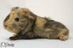 Choco otter creme witte (california choco?) peruvian cavia, Dieren en Toebehoren, Cavia, Mannelijk, Tam, Oktober
