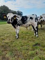 Mooie normande stiertje, Dieren en Toebehoren, Runderen, Mannelijk, 0 tot 2 jaar