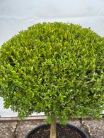 Buxus Vormbomen - Diverse modellen, buxusmot vrij!, Bloeit niet, Minder dan 100 cm, Ophalen, Volle zon