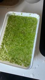 Aquarium bakje drijfplantjes snelgoeiend 5,-, Dieren en Toebehoren, Vissen | Aquaria en Toebehoren, Ophalen of Verzenden, Zo goed als nieuw