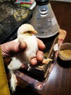 Brahma groothoender kuikens lemon pyle, Dieren en Toebehoren, Pluimvee, Geslacht onbekend, Kip