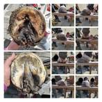 Natuurlijk bekappen, Dieren en Toebehoren, Paarden en Pony's | Verzorgingsproducten, Ophalen