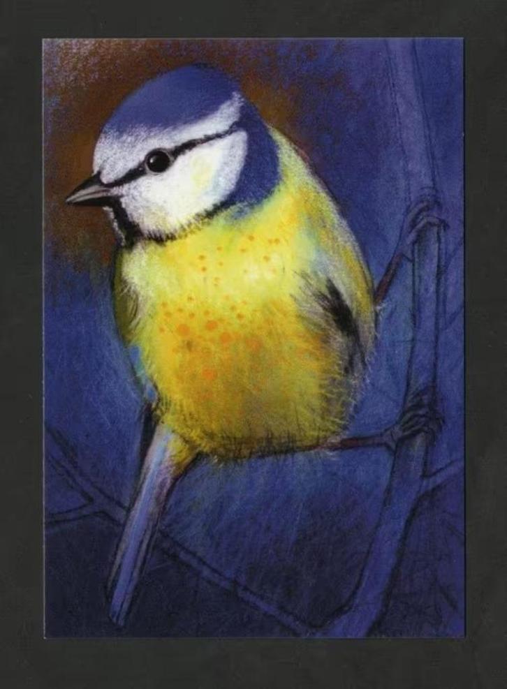 Pimpelmees Blue Tit Blaumeise door Loes Botman., Verzamelen, Ansichtkaarten | Dieren, Ongelopen, 1980 tot heden, Vogel, Ophalen of Verzenden
