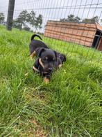 Super mooie en lieve jackrussel black and tan pups!, Dieren en Toebehoren, Honden | Jack Russells en Terriërs, Jack Russell Terriër