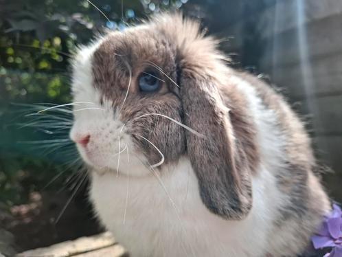Prachtige raszuivere Minilop voedster, Dieren en Toebehoren, Konijnen, Dwerg, Vrouwelijk