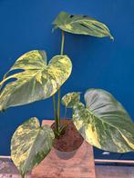 Monstera Aurea Big Form p17 (1)
