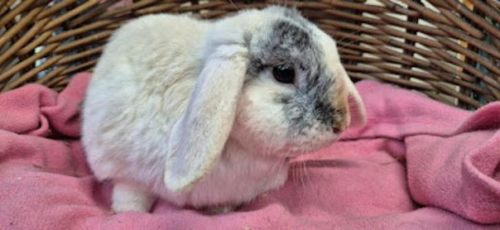 Gesteriliseerde dame JENNY uit de opvang zoekt een tehuis!, Dieren en Toebehoren, Konijnen, Klein, Vrouwelijk