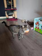 Lieve poes Lola, Dieren en Toebehoren, Poes