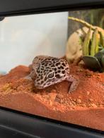 Ik vang reptielen en amfibieën op, 0 tot 2 jaar