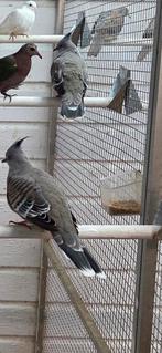 Australische kuif duiven, Dieren en Toebehoren, Meerdere dieren, Overige soorten