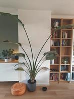 Strelitzia Nicolai - 2,4 m hoog, Huis en Inrichting, Kamerplanten, Ophalen of Verzenden, Halfschaduw, 200 cm of meer
