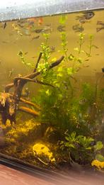 Torenslakjes en guppen , zeer goede kwaliteit, Dieren en Toebehoren, Vissen | Aquariumvissen, Vis