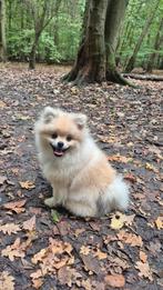 Knappe pomeranian pomeriaan pup met stamboom, Particulier, 15 weken tot 1 jaar, Reu, Buitenland