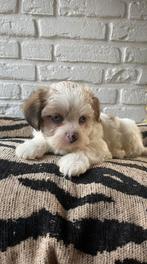 Boomer pups, Overige rassen, CDV (hondenziekte), 8 tot 15 weken, Meerdere