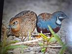 Kwartels, Dieren en Toebehoren, Pluimvee, Meerdere dieren, Overige soorten