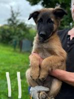 Tervuerense herdershond, laatste pups beschikbaar!, Dieren en Toebehoren, Honden | Herdershonden en Veedrijvers, 8 tot 15 weken