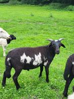 Schapen ram lammeren, Wiltshire horn x persian blackhead, Mannelijk, Schaap