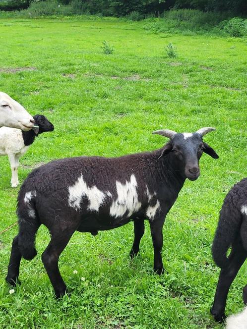 Schapen ram lammeren, Wiltshire horn x persian blackhead, Dieren en Toebehoren, Schapen, Geiten en Varkens, Schaap, Mannelijk