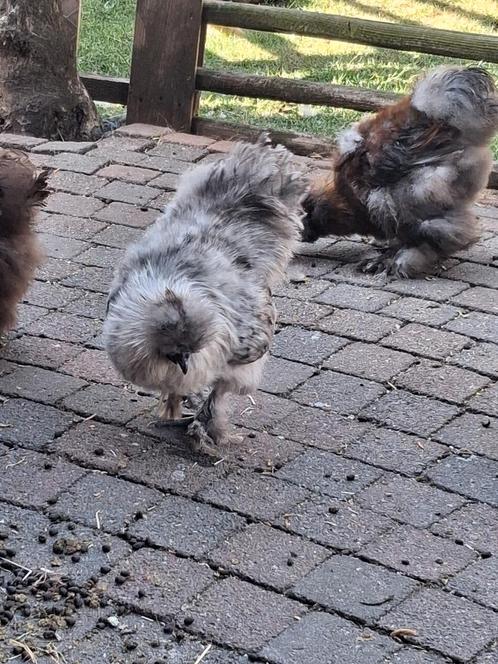 2 prachtige zijdehoen hanen, Dieren en Toebehoren, Pluimvee, Kip, Mannelijk