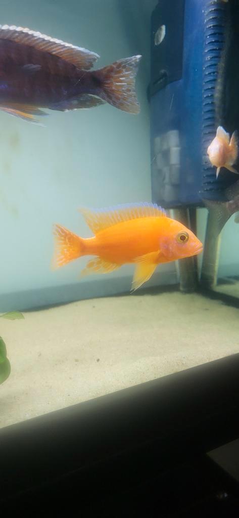 Mannen malawi duits, Dieren en Toebehoren, Vissen | Aquariumvissen, Vis