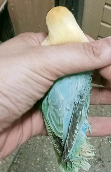 Prachtige piep jonge agapornis fisheri opaline yf turquoise  beschikbaar voor biedingen