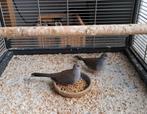 Diamantduif, Meerdere dieren, Tropenvogel