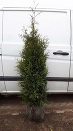 Thuja Occidentalis Brabant haag met kluit!, Ophalen, Conifeer, Haag, 100 tot 250 cm