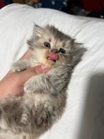 Kitten, Dieren en Toebehoren