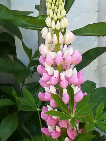 Lupine Roze zaden   beschikbaar voor biedingen