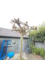 Dakplantaan, Tuin en Terras, Planten | Bomen, Ophalen of Verzenden, Volle zon, Overige soorten