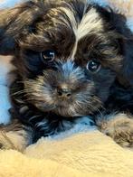 Leuke Boomer pups ( Maltezer met Lhasa Apso ) div kleuren, Dieren en Toebehoren, Honden | Chihuahua's en Gezelschapshonden, CDV (hondenziekte)