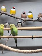 Diamantvink 2025, Dieren en Toebehoren, Mannelijk