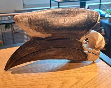 Schedel blauwkeelneushoornvogel man beschikbaar voor biedingen