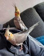 Valkparkieten duo!, Dieren en Toebehoren, Vogels | Parkieten en Papegaaien, Meerdere dieren, Parkiet