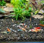 Caridina mix garnalen | Caridina shrimps, Dieren en Toebehoren, Vissen | Aquariumvissen, Zoetwatervis, Kreeft, Krab of Garnaal
