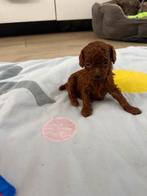 Toy poedel pups 🐩🐩🐩🐩 Red- Braun laatse 2 reu!!, Dieren en Toebehoren, Keeshond, Reu, CDV (hondenziekte), 8 tot 15 weken