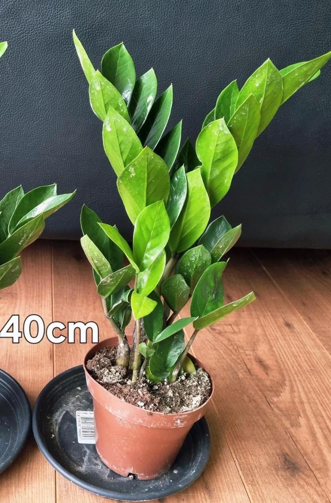 Zamioculcas 40cm., Huis en Inrichting, Kamerplanten, Minder dan 100 cm, Halfschaduw, Ophalen