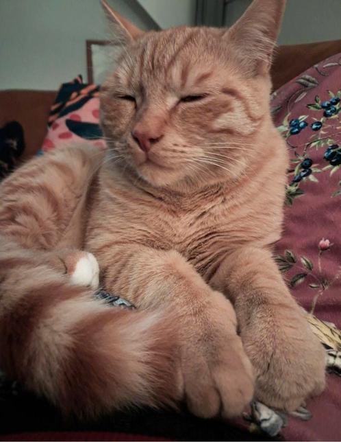 Liefdevol thuis gezocht, Dieren en Toebehoren, Katten en Kittens | Overige Katten, Kortharig, Kater, 0 tot 2 jaar