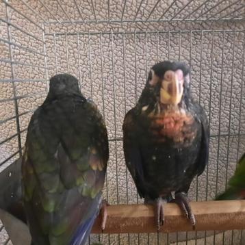 3 jonge tamme Pionus Bronsvleugel-papegaaien. beschikbaar voor biedingen